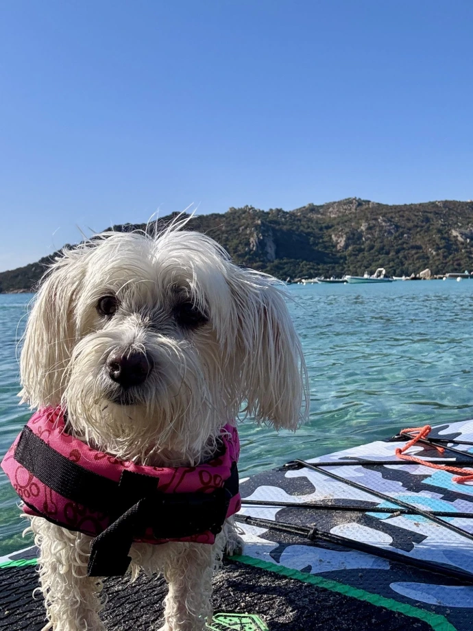 Voyage avec votre chien